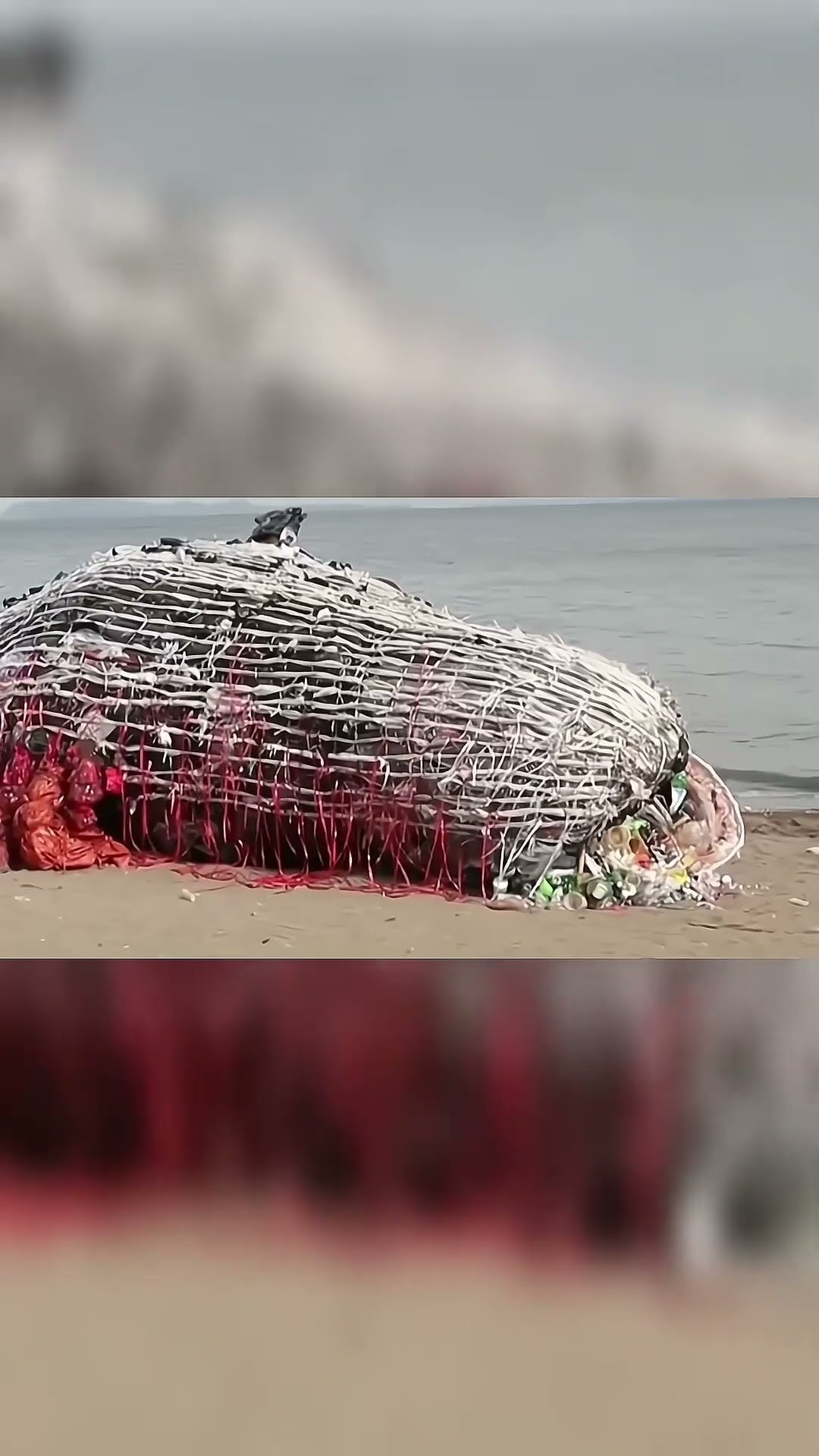 одиночный кит