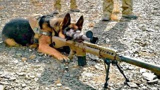 Army Dog takes Revenge on it's owner's enemies | Film/Movie Explained in Hindi/Urdu | Movie Story