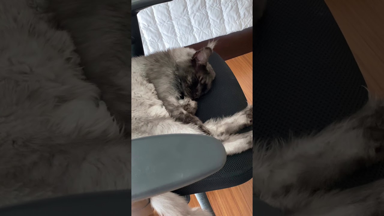 Junho ジュノ父さんとねこちゃんたちの日常 Erisuのブログ