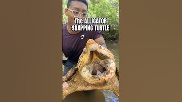 ALLIGATOR SNAPPING TURTLE!