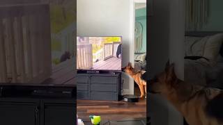 Dog Watching TV 🐶📺 #shorts #dogs #funnydogs #funnyanimals #funny  #cutedog #pets
