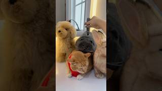 Real Or Fake?? Kucing Boneka Sih Ini Fix 😭 Klara Tania Resimi