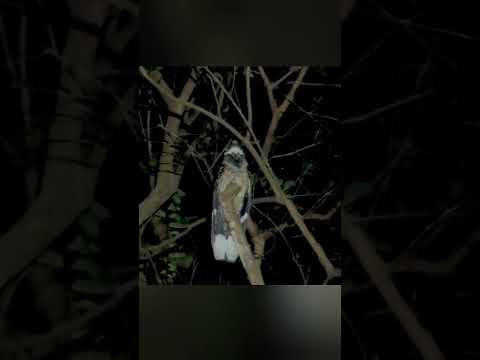 Video: Burung cerpelai emas: deskripsi dan foto