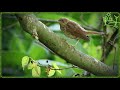 Голоса птиц Как поёт Соловей южный (Luscinia megarhynchos)