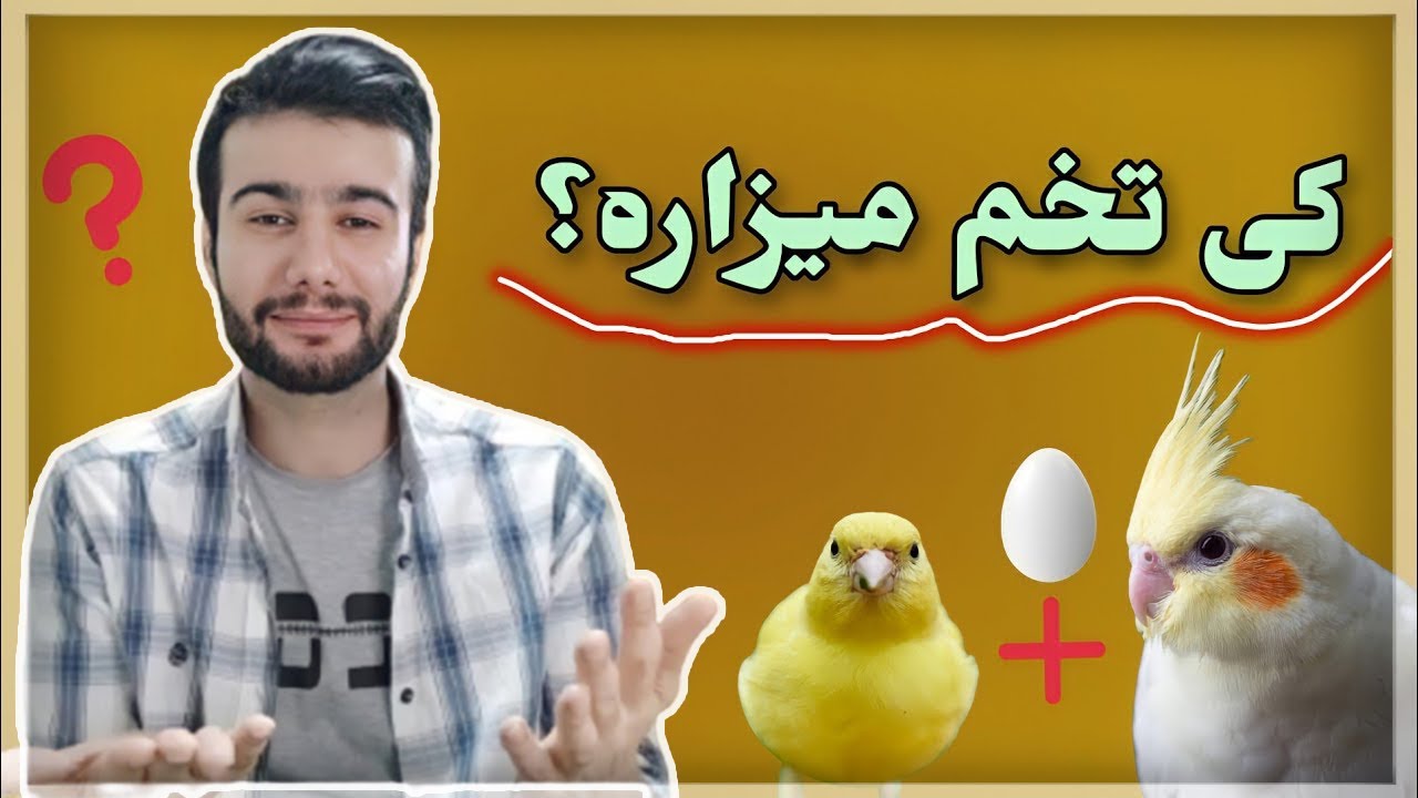 عروس هلندی و قناری بعد از چند روز تخم میزاره؟ از مرحله ورود به لانه تا تخم گذاری عروس هلندی و قناری