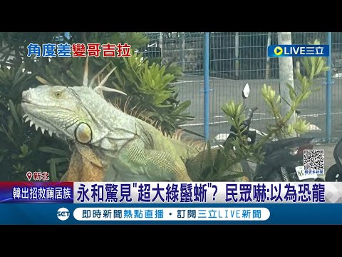 哥吉拉來了!? 永和驚見"超大綠鬣蜥" 動保局出動捕捉 綠鬣蜥直奔匝道逆向狂衝! 民眾嚇到"以為是恐龍" 動保處:研判為人工飼養│記者 游濤 鄭翔仁│【LIVE大現場】20230416│三立新聞台