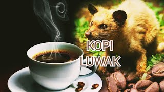 Coffee Beans Made Of Animal Poop In Indonesia