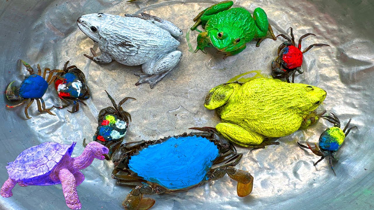 Kem Ốc và cua Chanel lái xe công nong chở con cua, cua xanh nước biển, rùa màu sắc, máy xúc, con ếch