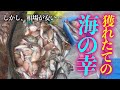 漁は大成功...！？でも市場は大打撃！？海の幸と裏腹な現実