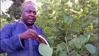 MTI HUU NI KIBOKO YA MARADHI YA KUROGWA ILI USIPONE :JIONEE MWENYEWE