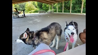 Two Siberian Huskies Nature Walking with family! by hydrors215 681 views 4 years ago 2 minutes, 38 seconds