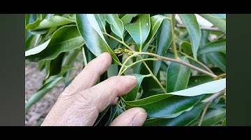 Không khoanh cây Vải chống chịu được thời tiết khô - hạn, giá - rét và ra hoa, đậu quả đẹp.