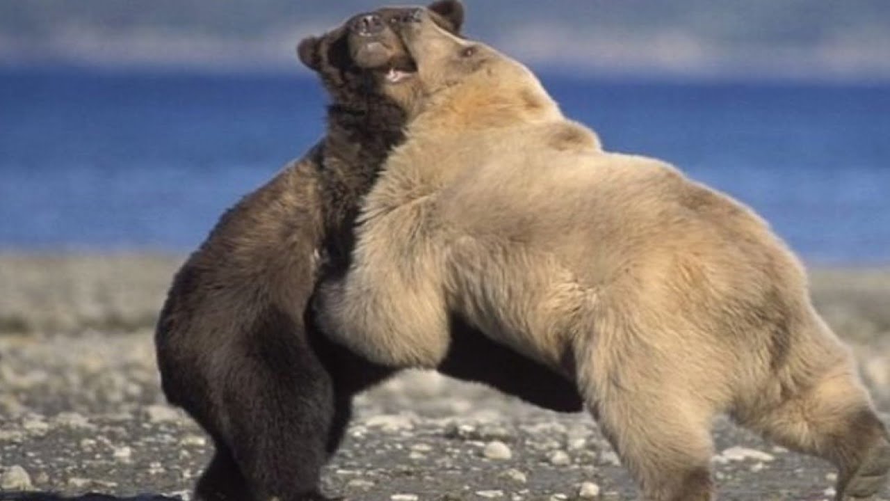 Какой медведь сильнее. Белый и бурый медведь. Встреча бурого и белого медведя. Белый медведь борьба.