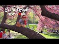 [4K]🇺🇸NYC Spring Walk : Central Park in full Bloom🌸🌹🌼 Shakespeare Garden to Bridle Path/ Apr. 2024