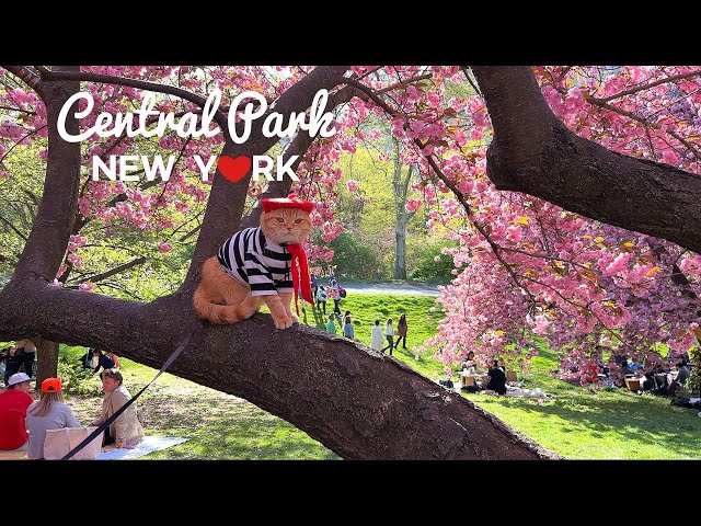 [4K]🇺🇸NYC Spring Walk : Central Park in full Bloom🌸🌹🌼 Shakespeare Garden to Bridle Path/ Apr. 2024 class=