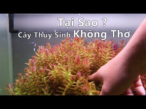 Video: Cây Thở Gì