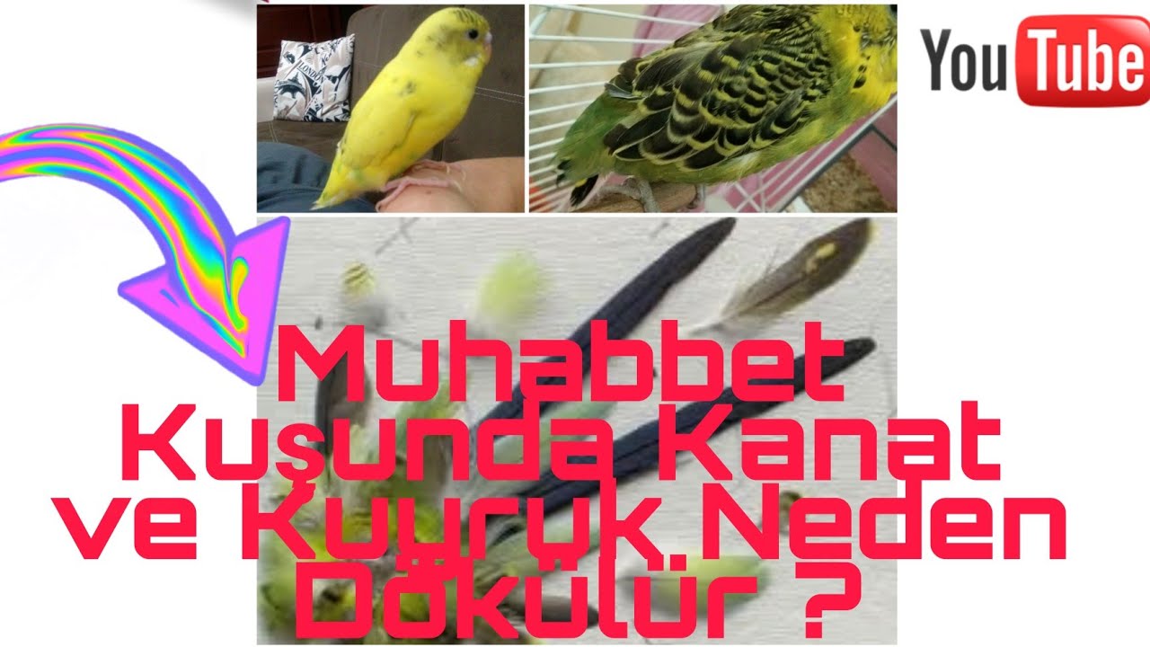 Muhabbet Kuşunda Kanat ve Kuyruk Neden Dökülür ?