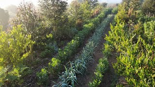 TALLER LIBERADO Bosques Sintrópicos de Alimento  Agricultura Sintrópica & Permacultura