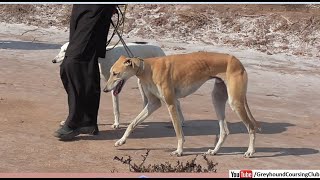 strong sloughi dog walk in jungle