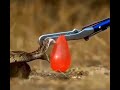 Snake strikes a water balloon  credit bbcearth
