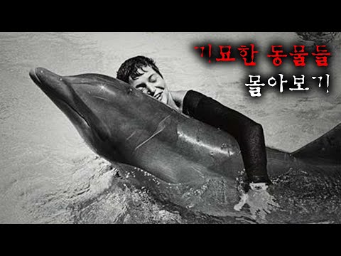 [1월의 몰아보기] 기묘한 동물들 이야기ㅣ기묘한밤