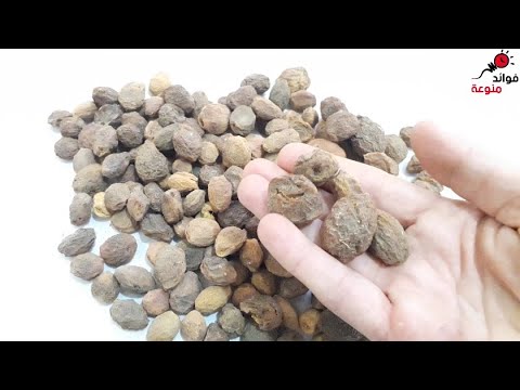 تناول 5 حبات من هذا يوميا وقل وداعا لحمى الأمعاء والعطش ويعالج الحمى المالطية والإرهاق والتعب