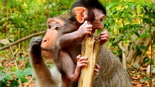 Jojo Show Her React When Bonita Try To Be Around