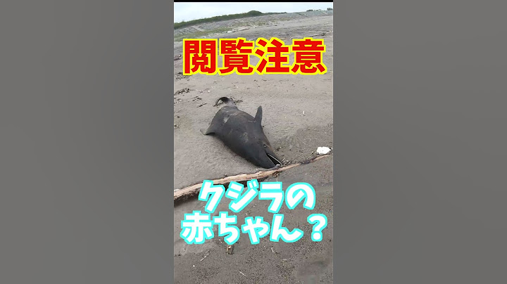 釣りに行ったら2日連続で死骸に遭遇しました #shorts #ウミガメ #イルカ #クジラ