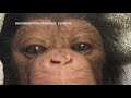 Baby chimp breaks bone hours after birth