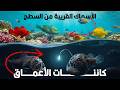 ليه المخلوقات البحرية بتبقى أغرب بكتير كل ما ننزل للأعماق  نجومي