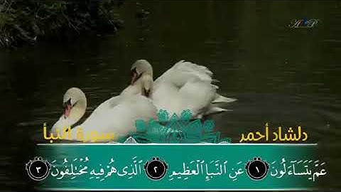 سورة النبٲ/ القارئ دلشاد احمد الکردي