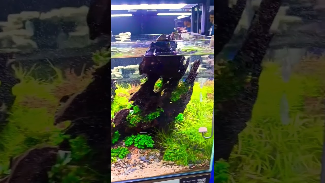 Aqu&aacute;rio plantado. Na reef day Brasil 2024 #fish #aquarium #discus #tropicalfish #aquariumfish