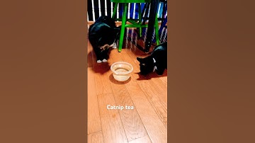 Catnip tea