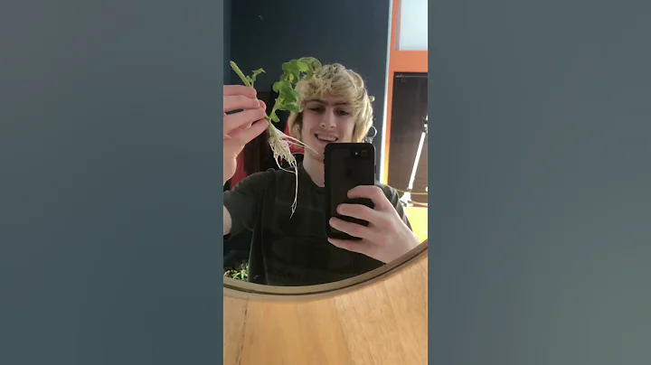 Pruning and stringing indoor hydroponics tomatoes at week 3 short #hydroponics #tomatoes