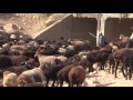 Реальные гисарские овцы из Ромита, Таджикистан. Real hissar sheep from Romit, Tajikistan