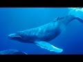 Haunting song of humpback whales