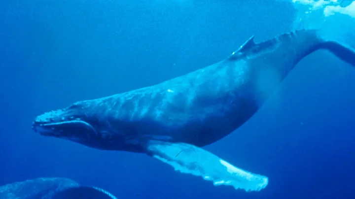 Haunting song of humpback whales - DayDayNews