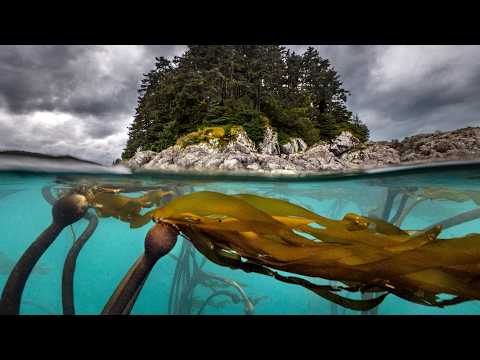 Underground sea 、Tropical、Bayou Cruising The Kelpy Coast: Alaska To Baja California