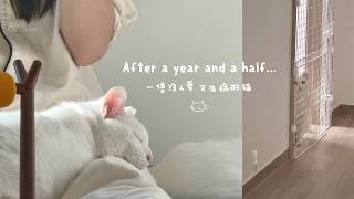 這一年半的秘密⋯🪐 我們收編了一隻沒人要又生病的貓 | OopsAnnieNini