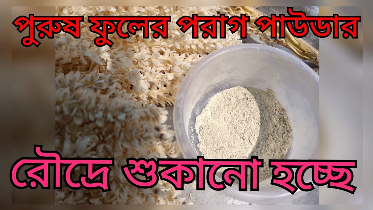 পুরুষ ফুলের পরাগ পাউডার রৌদ্রে শুকানো হচ্ছে।