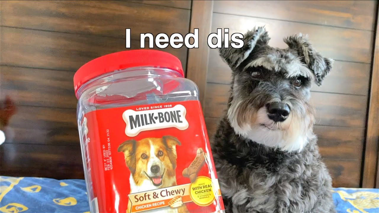 Dog Eats Milk Bone Soft & Chewy Chicken Recipe Treats