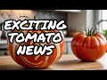 New Shocking Tomato Varieties are HERE (2024)