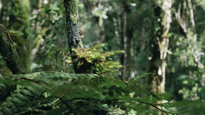 2882118-uhd_3840_2160_24fps.mp4