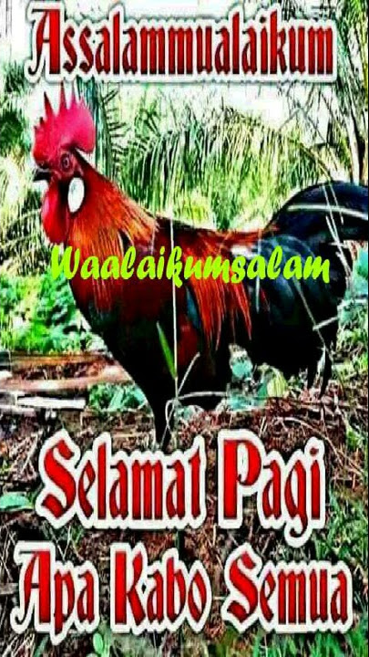 Selamat Pagi Ayam Kokok