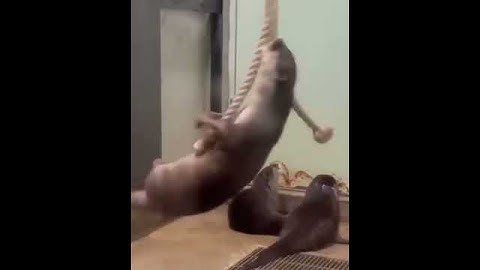 Смешная выдра