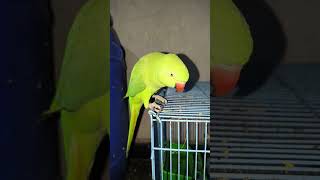 Meri Pyari 🦜parrot Rinky Mitthu is live