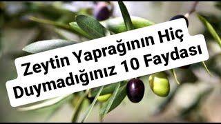 Zeytin Yaprağının Faydaları - Zeytin Yaprağı Çayı Nasıl Yapılır Resimi