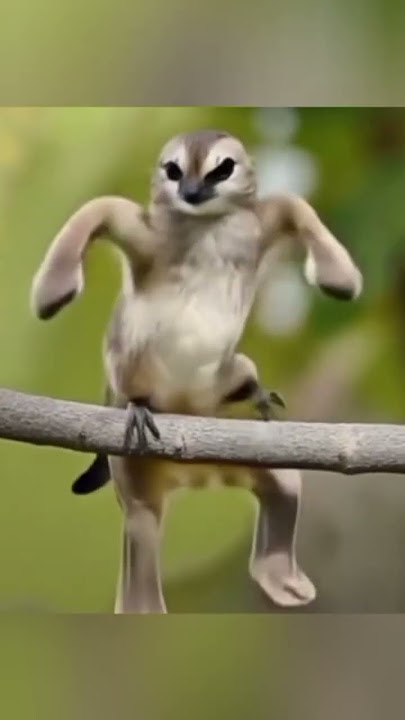 Burung joget virall