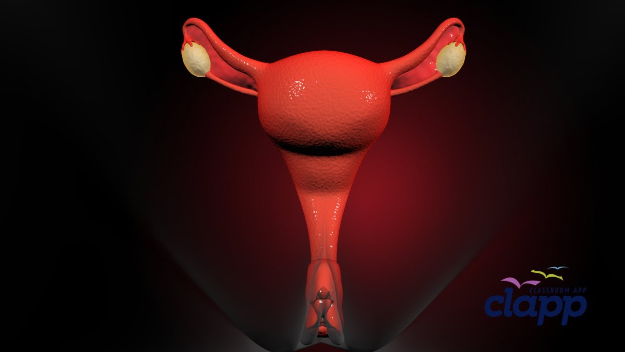 Reproductive Animation Female Reproductive Organs (3D Animation) - YouTube