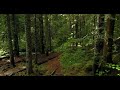 Nature Whatsapp Status Video|| Forest Status Video ||Cinematic Video ||Naturehab